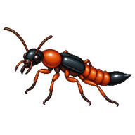 Rove Beetle
