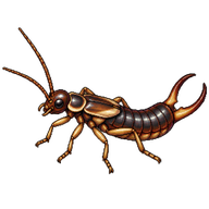 Seashore Earwig