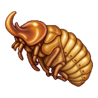 Coconut Rhinoceros Beetle Pupa