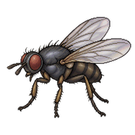 Dung Fly