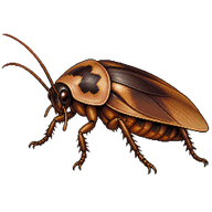 Discoid cockroach