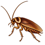 Brown-Banded Cockroach