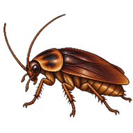 Madeira Cockroach