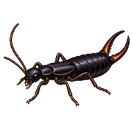 Black earwig
