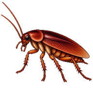 Red goblin roach