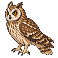 Short-eared Owl