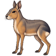 Patagonian Mara