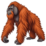 Sumatran Orangutan