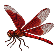Red Grasshawk