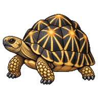 Radiated Tortoise