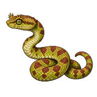 Eyelash Viper Neonate