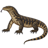 Crocodile Monitor