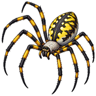 Florida garden spider
