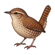House Wren