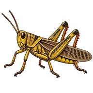 American Bird Locust