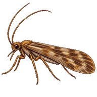 Caddisfly