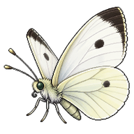 Small White
