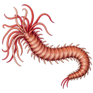 Red Thread-gilled Worm