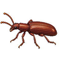 Long-headed Flour Beetle