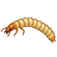 Long-headed Flour Beetle Larva