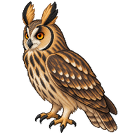 Long-eared Owl
