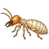 Australian subterranean termite