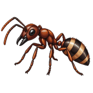 Banded Sugar Ant