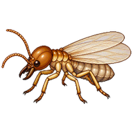 Termite