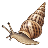 Pointed Snail