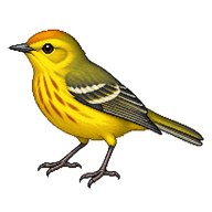 Vitelline Warbler