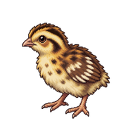 Common Quail Chick