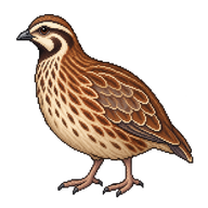 Common Quail