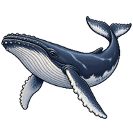 Humpback Whale