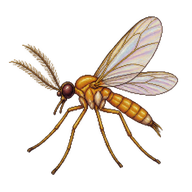 Goldenrod Bunch Gall Midge