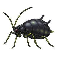 Black Bean Aphid
