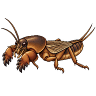Southern Mole Cricket