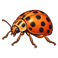 Mexican Bean Beetle