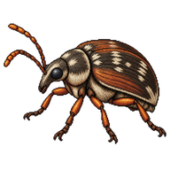 Bean Beetle