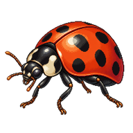 Lady beetle