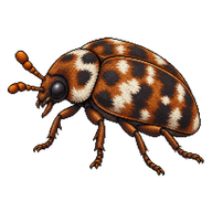 Warehouse beetle