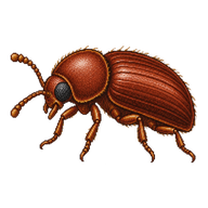 Cigarette Beetle