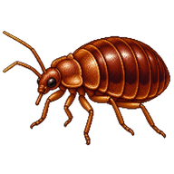 Tropical Bed Bug