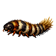 Black Carpet Beetle Larva
