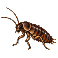 Giant Cave Cockroach Nymph