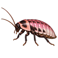 Pink Porcelain Roach