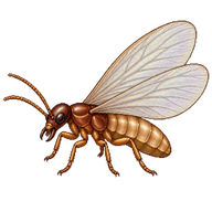 West Indian Drywood Termite