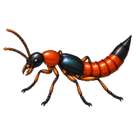 Rove Beetle
