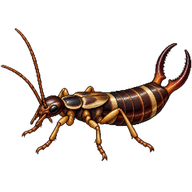 Ring-legged Earwig