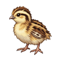 Japanese Quail Chick