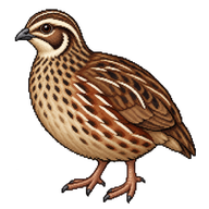 Japanese Quail